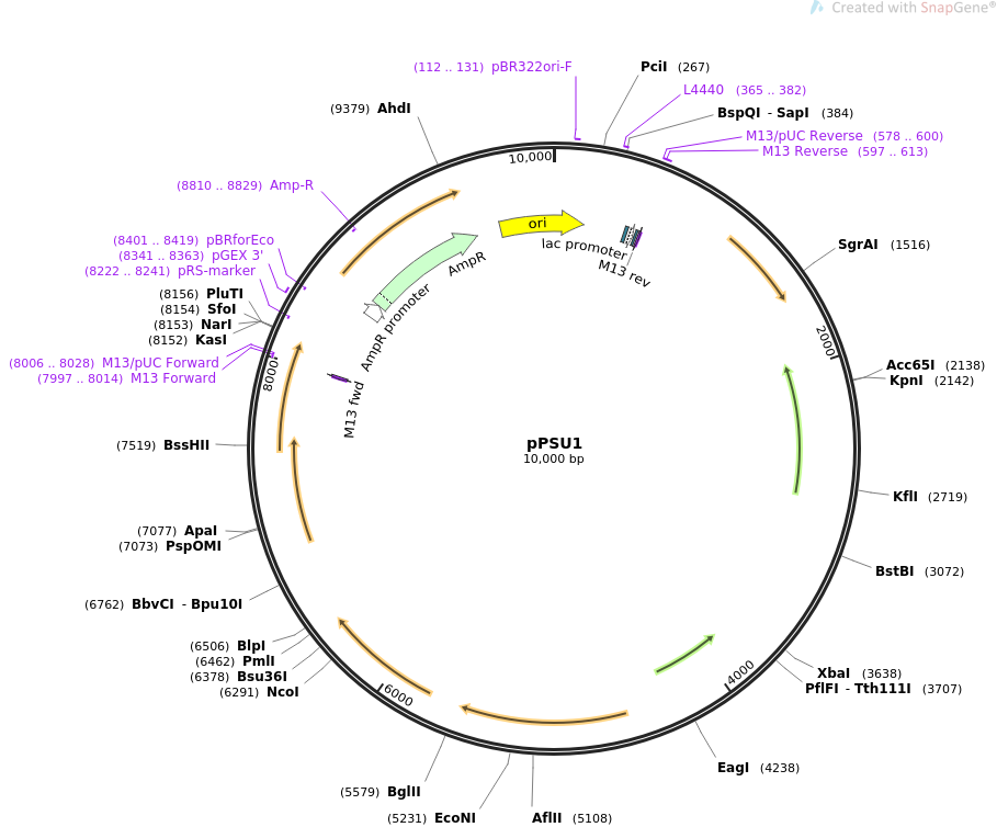 Song Tan质粒图谱